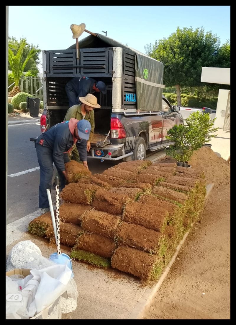 Arrivée du gazon et nouvelles plantes - ELASKARY SERVICES
